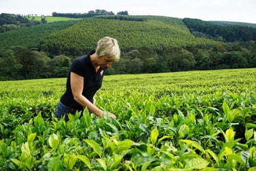 bondi-chai-melissa-tea-plantation